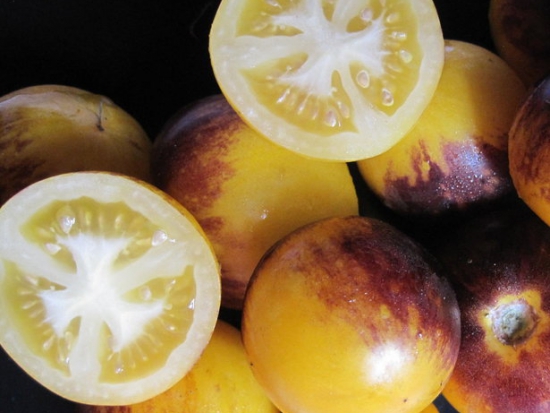 Tomate Stripes of Yore ©GrainesdelPaïs