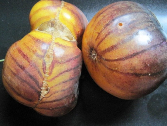 Tomate Wolverine ©GrainesdelPaïs