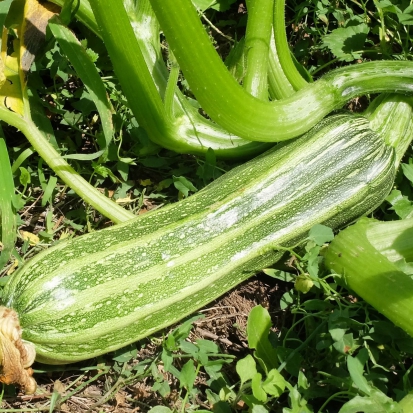 Courgette Romaine côtelée ©GrainesdelPaïs
