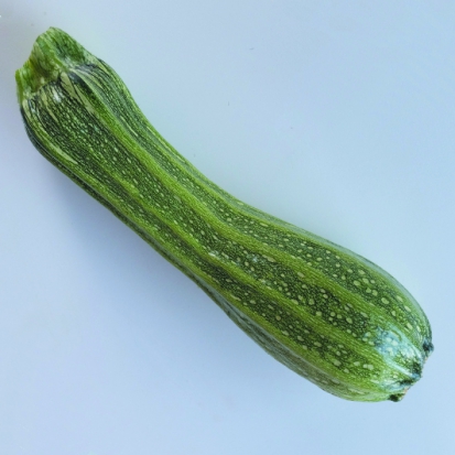 Courgette Romaine côtelée ©GrainesdelPaïs