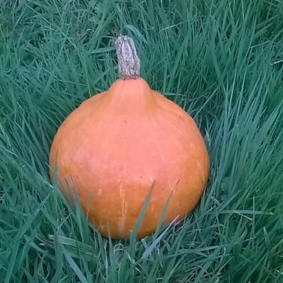 Courge Potimarron Uchiki Kuri ©GrainesdelPaïs