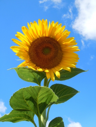 Tournesol Géant jaune  ©GrainesdelPaïs