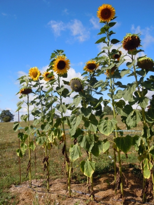 Tournesol Géant jaune  ©GrainesdelPaïs