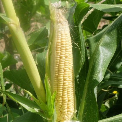 Maïs doux Mezdi ©GrainesdelPaïs