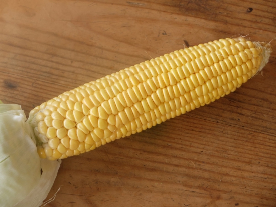 Maïs doux Mezdi ©GrainesdelPaïs