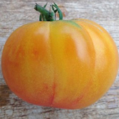 tomate joyau d'oaxaca