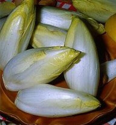 Chicorée endive demi-hâtive de Malines ©GrainesdelPaïs