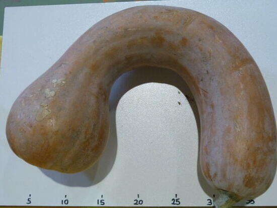 Courge Longue de Nice ©GrainesdelPaïs