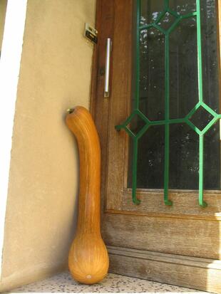 Courge Longue de Nice ©GrainesdelPaïs