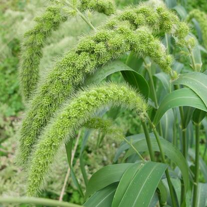 Millet White wonder  ©GrainesdelPaïs