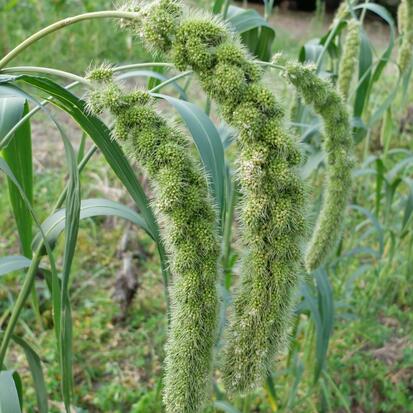 Millet White wonder  ©GrainesdelPaïs