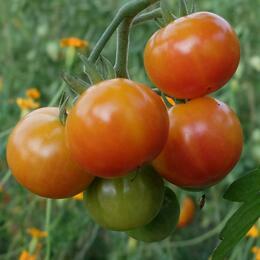 Kaimus Graines de Tomates rare importé arc-en-tomate Graines Bonsaï Maison Jardin Jardin Légumes Plante Légumes 