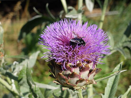 Cardon plein blanc amélioré ©GrainesdelPaïs