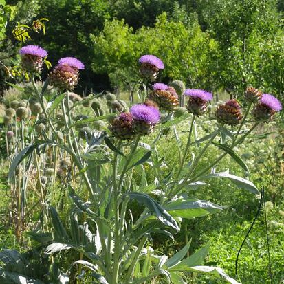 Cardon plein blanc amélioré ©GrainesdelPaïs