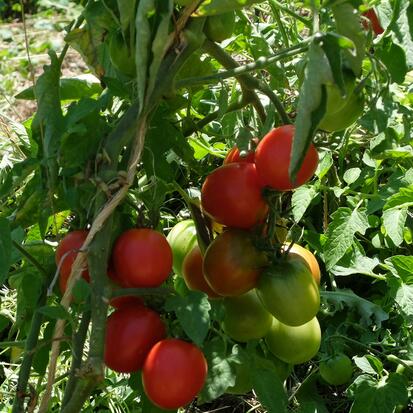Tomate Maremmano ©GrainesdelPaïs