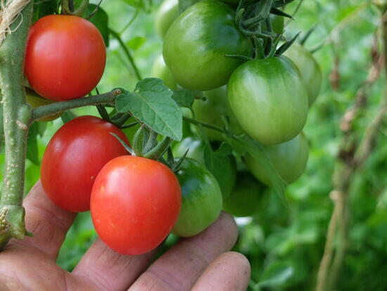 Tomate Maremmano ©GrainesdelPaïs