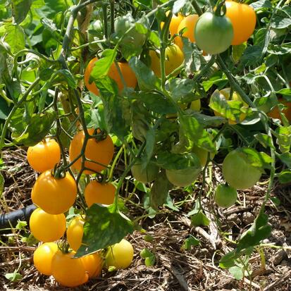 Tomate cerise - Pendulina jaune ©GrainesdelPaïs