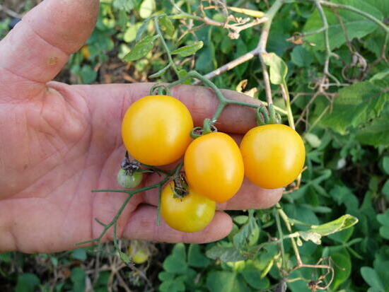 Tomate cerise - Pendulina jaune ©GrainesdelPaïs