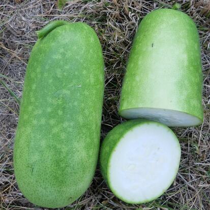 Courge Cireuse ©GrainesdelPaïs
