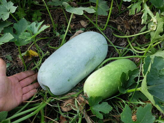 Courge Cireuse ©GrainesdelPaïs