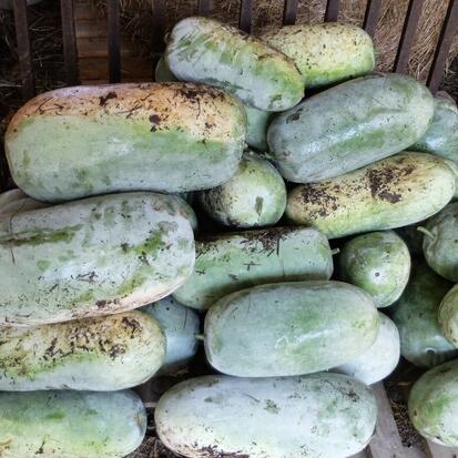 Courge Cireuse ©GrainesdelPaïs