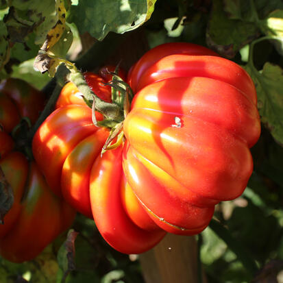 Tomate Beauty of Lothringen   ©GrainesdelPaïs