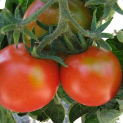 tomate Ailsa Craig  feu17