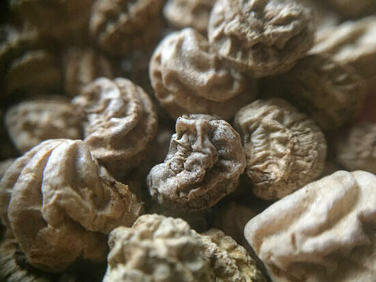 Graines de Capucine naine ©GrainesdelPaïs ©MargauxValletPhotographie