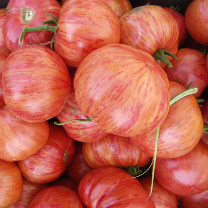 Tomate Vintage Wine ©GrainesdelPaïs