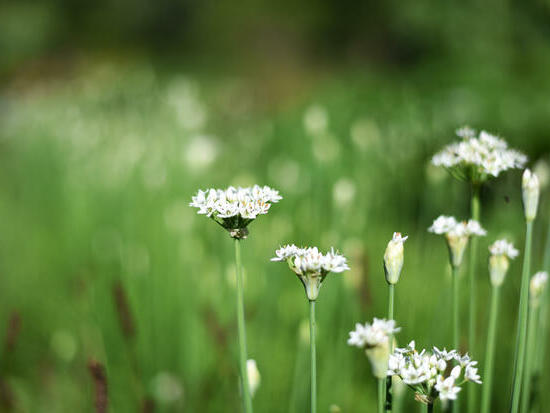 Ciboule de Chine ©MVP
