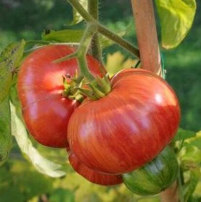 Tomate Vintage Wine ©GrainesdelPaïs