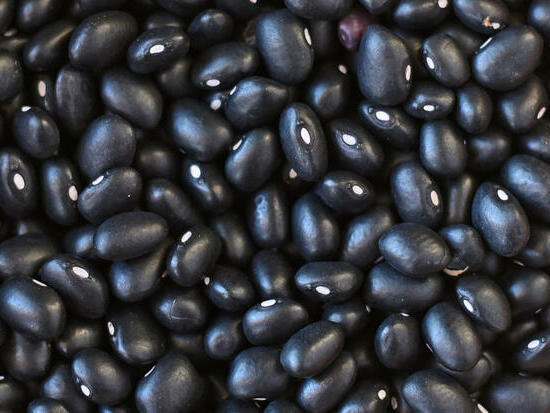 Haricot Black Turtle ©MVP ©GrainesdelPaïs