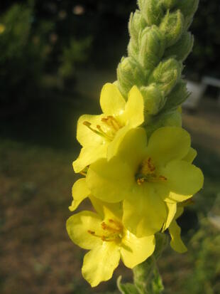 Bouillon blanc ©GrainesdelPaïs