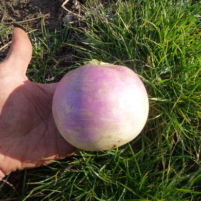 Navet Blanc Globe à Collet Violet ©GrainesdelPaïs