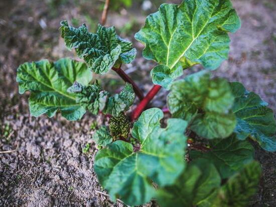 Rhubarbe