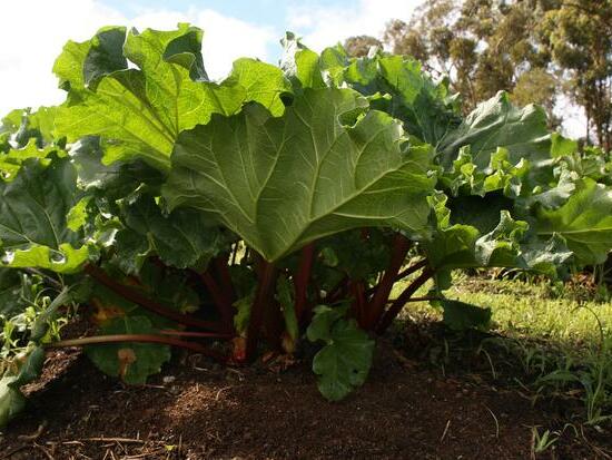 Rhubarbe ©GrainesdelPaïs