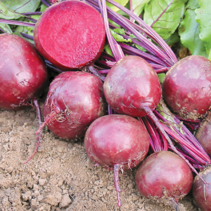 Betterave rouge Robuschka ©kokopeli