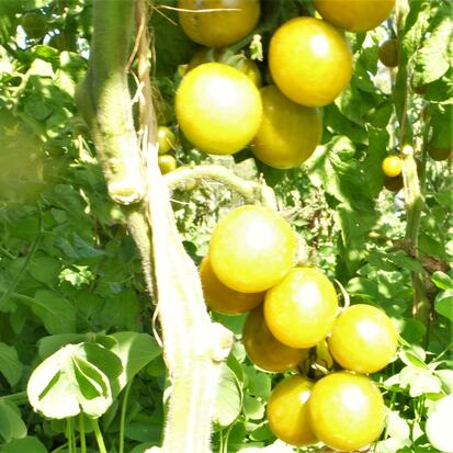 Tomate cerise - Green Cherry ©GrainesdelPaïs