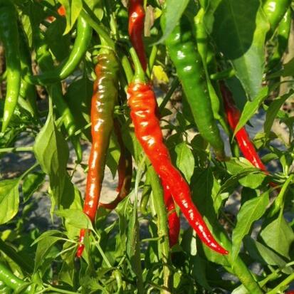 Piment de Cayenne ©Grainesdelpais