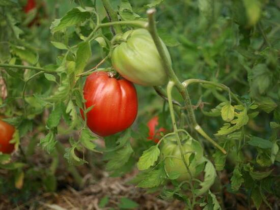 Tomate Cœur-de-Bœuf de Jérusalem ©GrainesdelPaïs