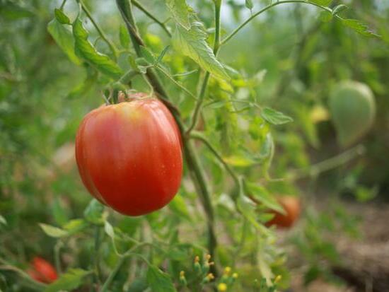 Tomate Cœur-de-Bœuf de Jérusalem ©GrainesdelPaïs