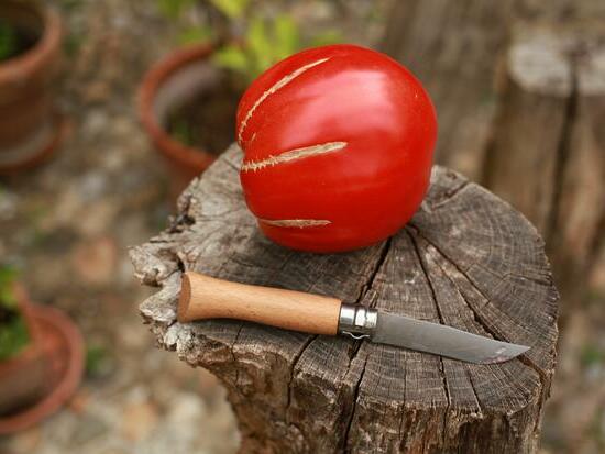 Tomate Cœur-de-Bœuf de Jérusalem ©GrainesdelPaïs