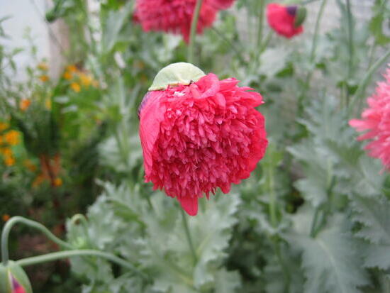Pavot somnifère Rose double ©GrainesdelPaïs