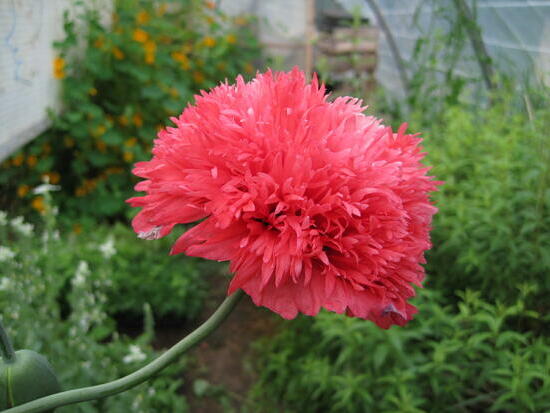 Pavot somnifère Rose double ©GrainesdelPaïs