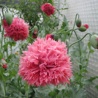 Pavot somnifère Rose double ©GrainesdelPaïs