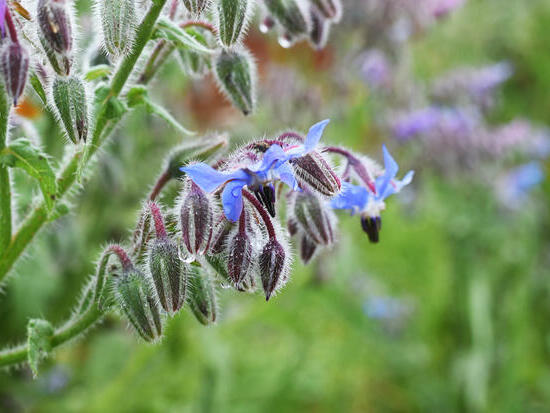 Bourrache Officinale ©Grainesdelpaïs ©MargauxValletPhotographie