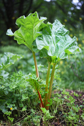 Rhubarbe ©GrainesdelPaïs ©MargauxValletPhotographie