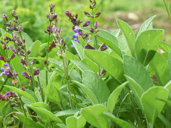 Sauge Officinale