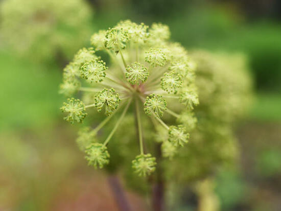 Angélique officinale ©Grainesdelpaïs ©MargauxValletPhotographie