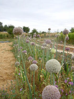 Poireau d'été Jaune gros du Poitou ©GrainesdelPaïs